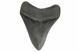 Fossil Megalodon Tooth - South Carolina #214668-1